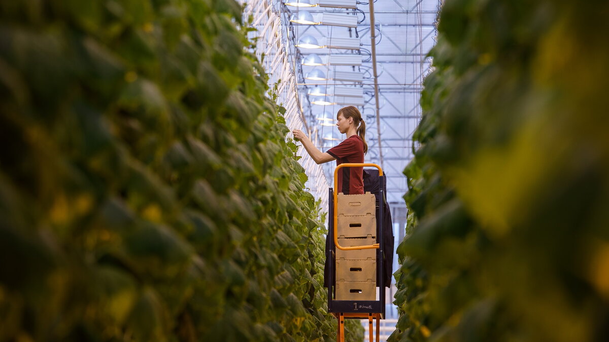    В Югре разрабатывают социальные агроволонтёрские проекты