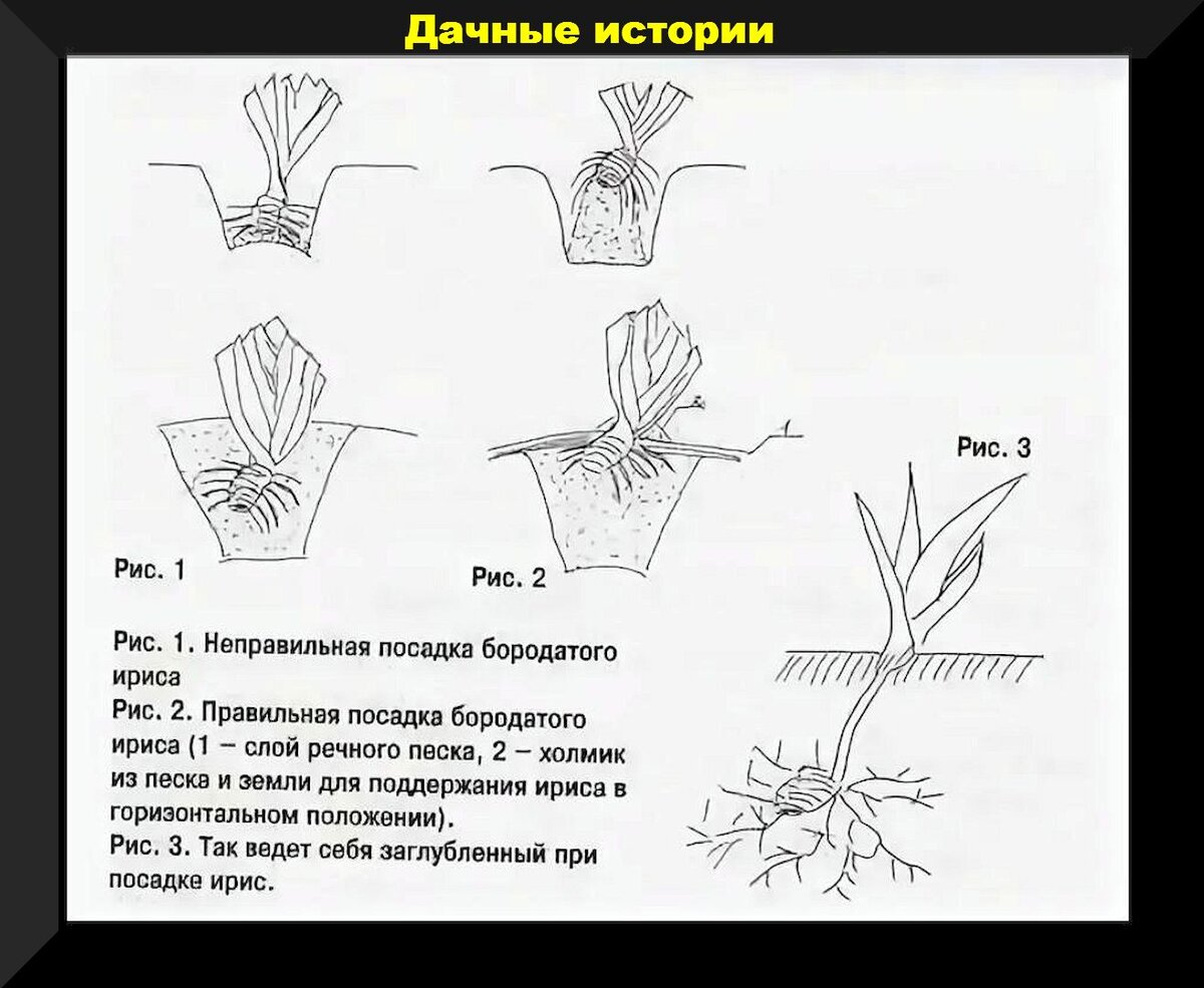 На каком расстоянии сажать ирисы