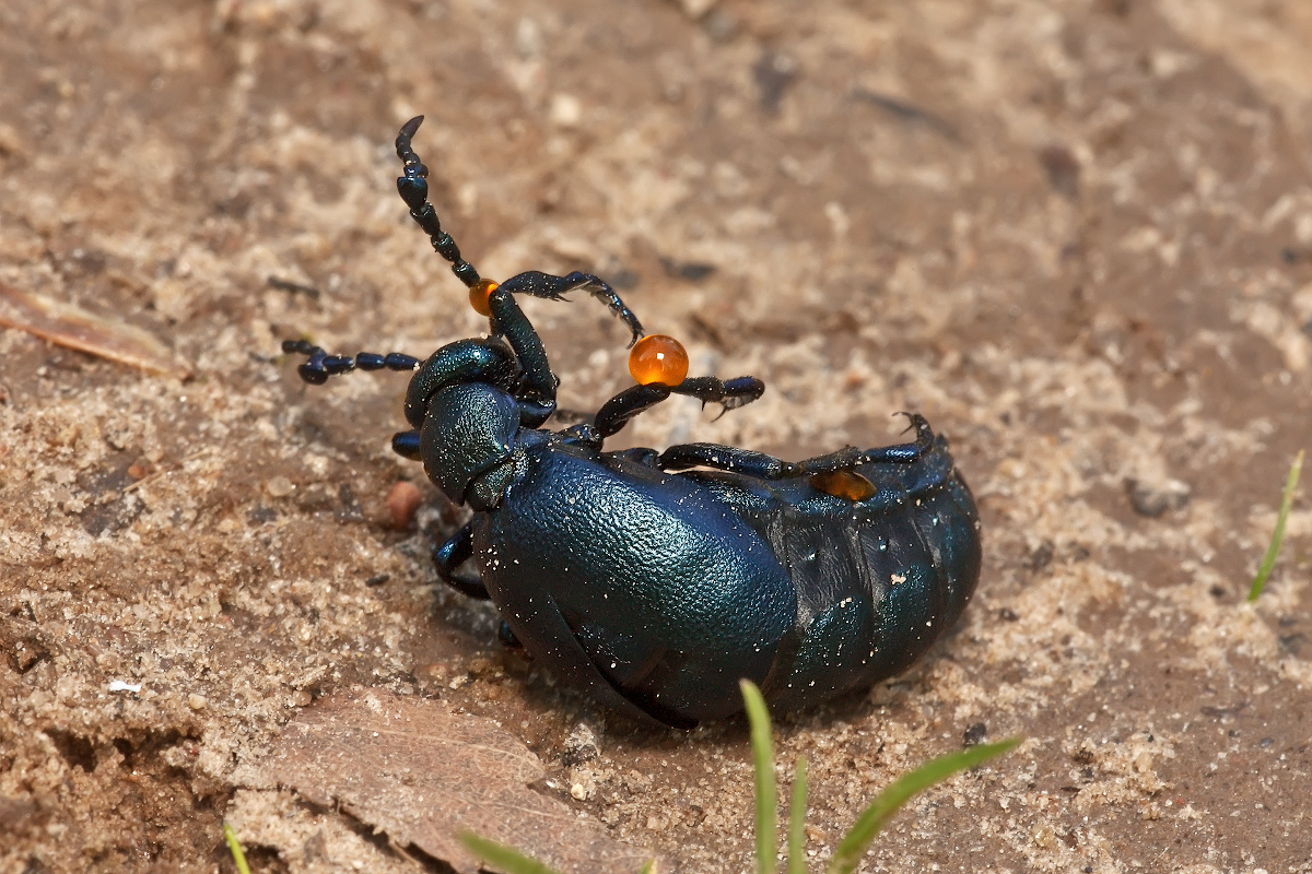 Синий Жук  Meloe violaceus. Жук нарывник майка. Жук нарывник черный. Meloe proscarabaeus Жук.