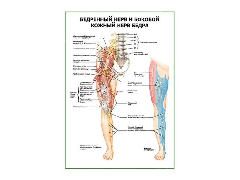 Невропатия наружного кожного нерва. Бедренный нерв анатомия и функции. Симптомы поражения бедренного нерва неврология. Подкожный нерв бедра. Латеральный нерв бедра.