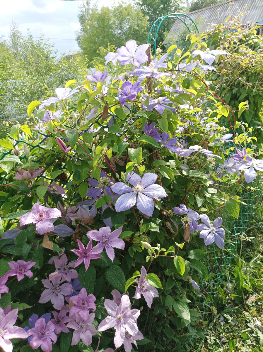 Clematis 'Asao' and peony Clematis, Plants, Vines