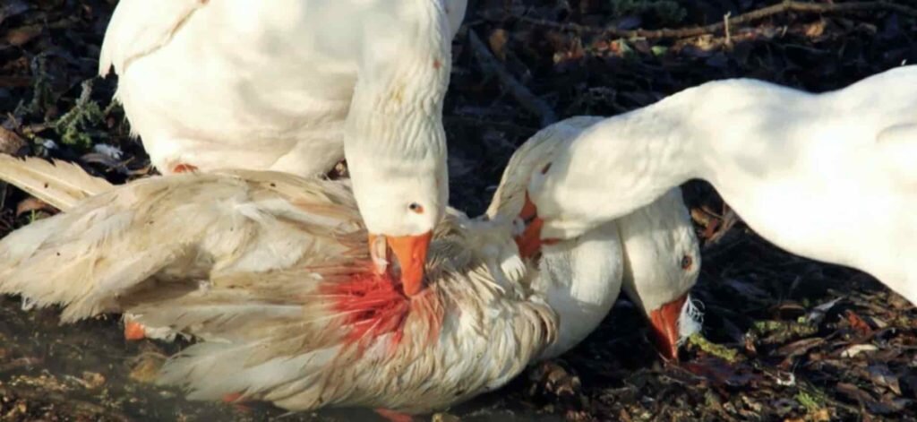 Каннибализм у гусей – это реакция поведения у птицы на изменение внутренних и внешних факторов.