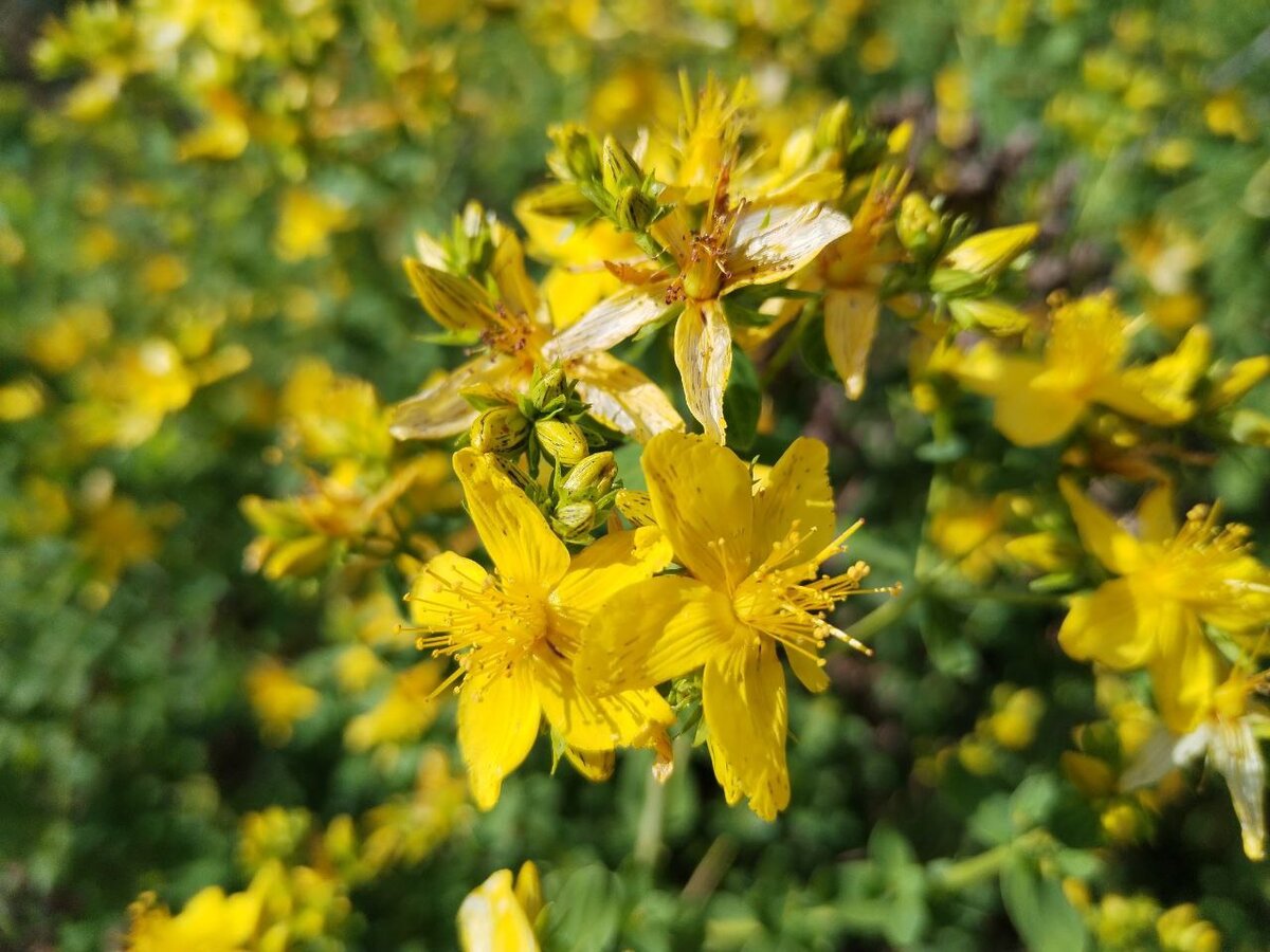 Зверопой дата. Зверобой геблера. Зверобой мозера. Hypericum perforatum. Зверобой цветок.