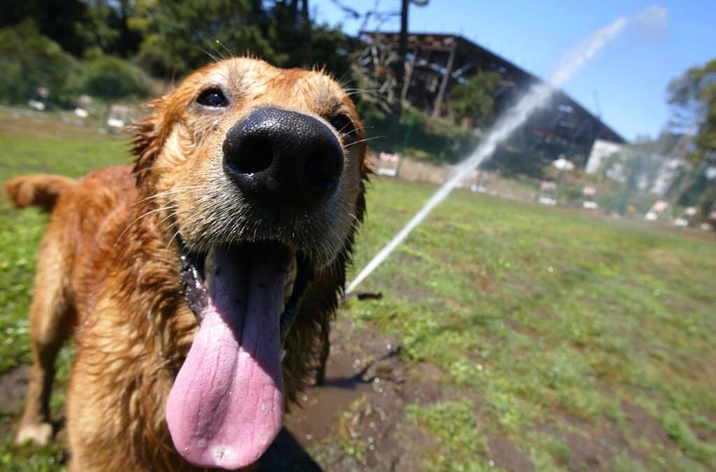 Язык собаки в жаркую погоду
