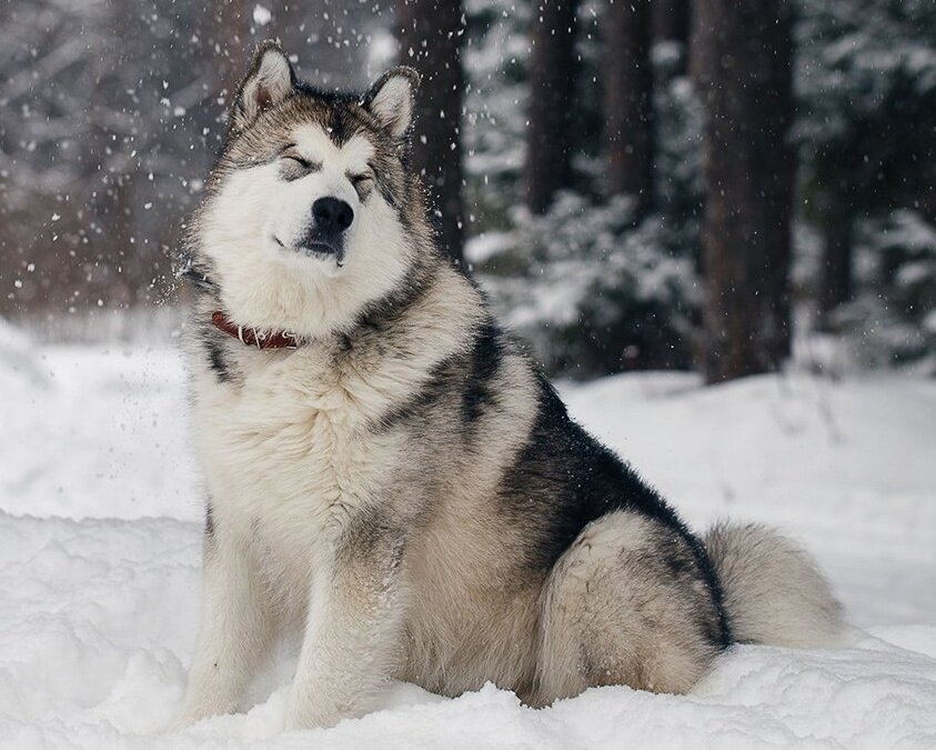 Аляскинский Маламут: энергичный пёс с непростым характером | О домашних и  не только | Дзен