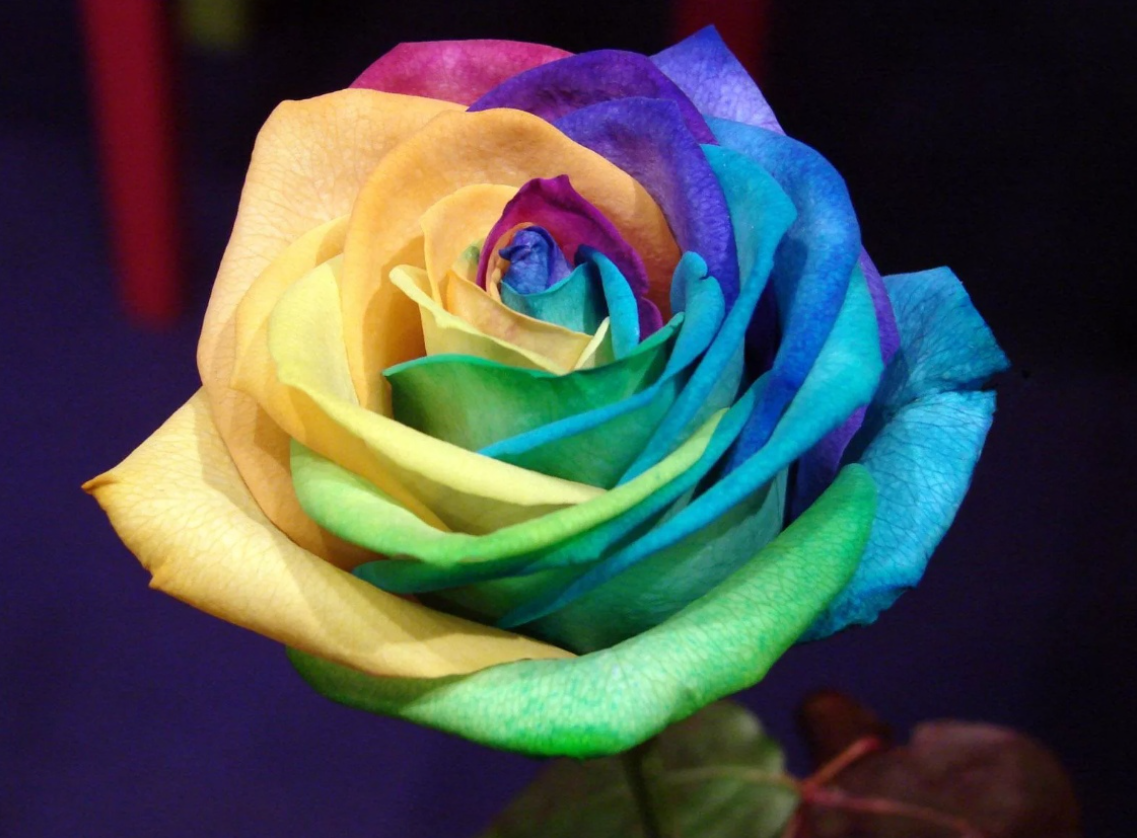 Невероятный цвет. Разноцветные цветы. Цветы розы разноцветные. Радужные розы.