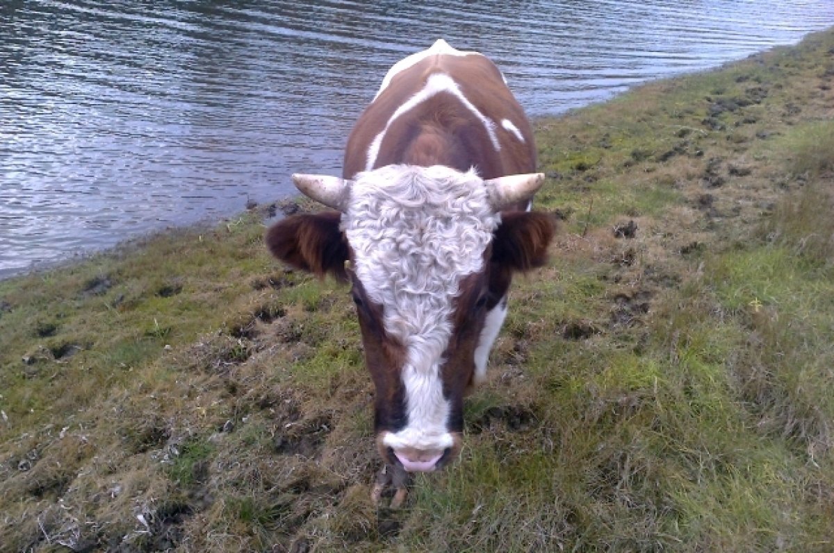    В Казанском районе Тюменской области введен карантин по бешенству животных