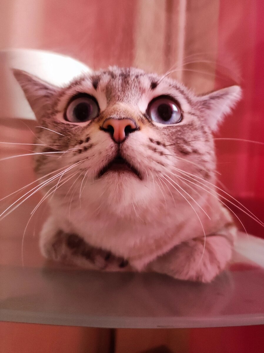 Все фотографии из моего личного архива. Кот Василий) 