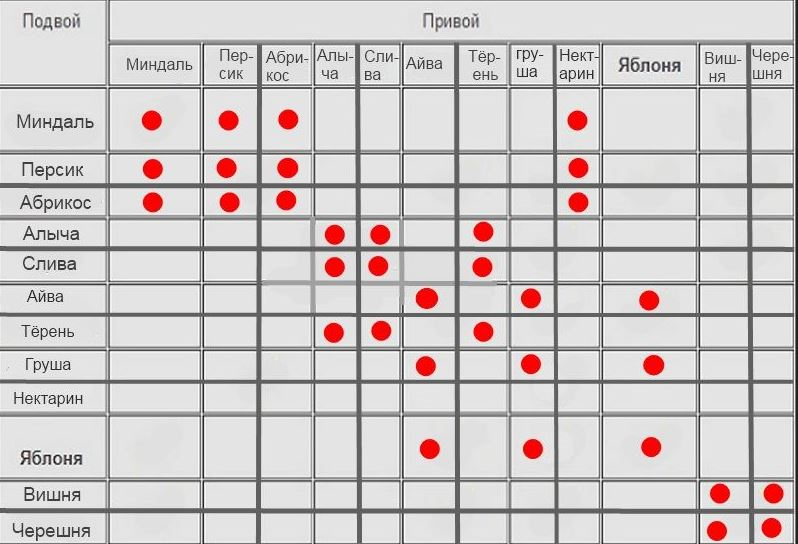 Совместимость прививок плодовых деревьев таблица. Таблица прививки плодовых деревьев. Совместимость подвоя и привоя плодовых деревьев таблица. Совместимость плодовых деревьев для прививки.