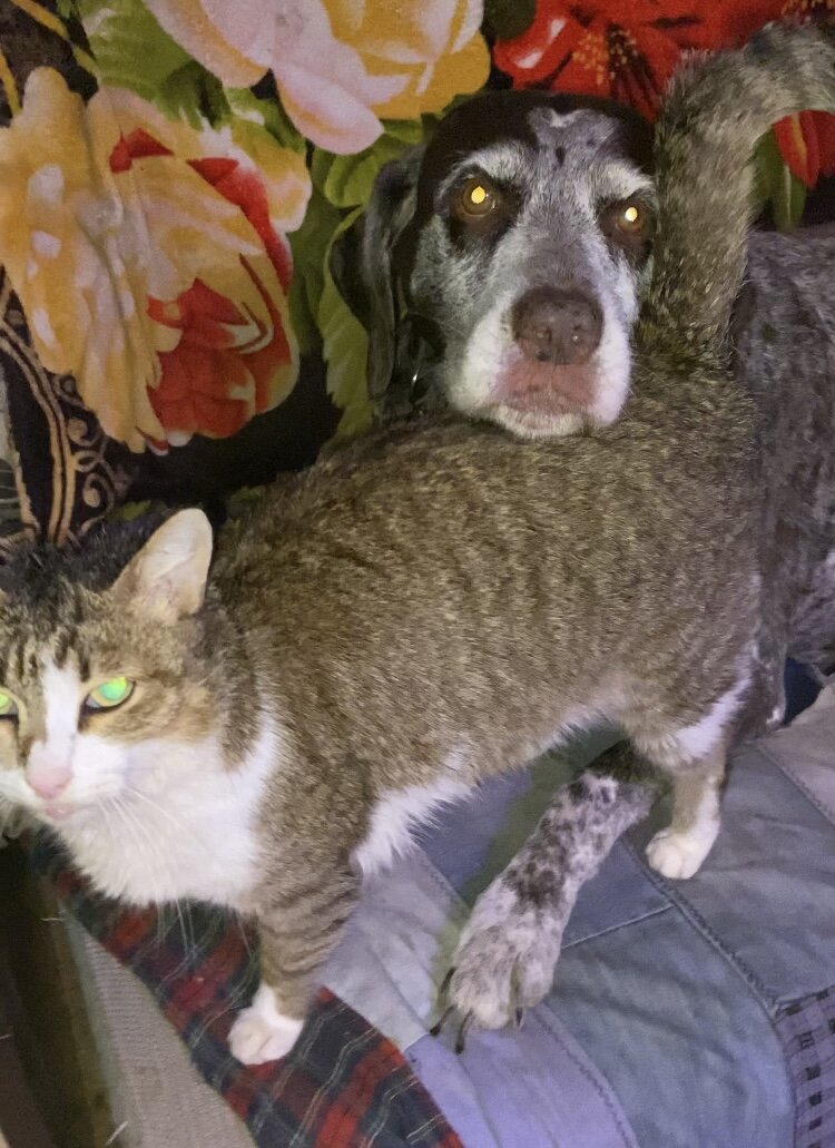 Лора и Лосяш