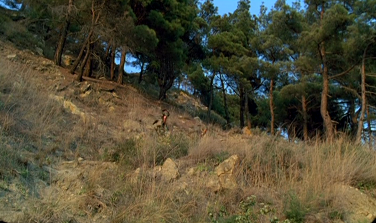 Погоня в сосновой роще возле Джанхота.