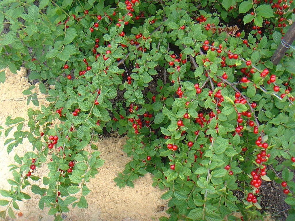 Вишня войлочная. Фото: erika-vrn.ru