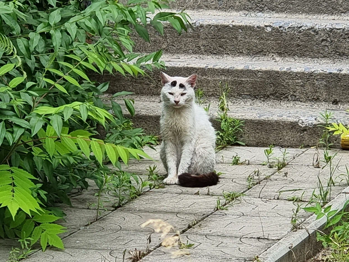 С хвостом на улице