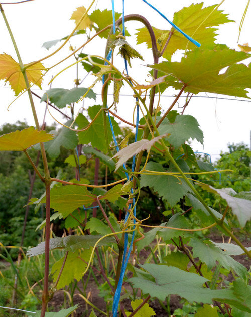 Усики винограда, создающие проблемы.