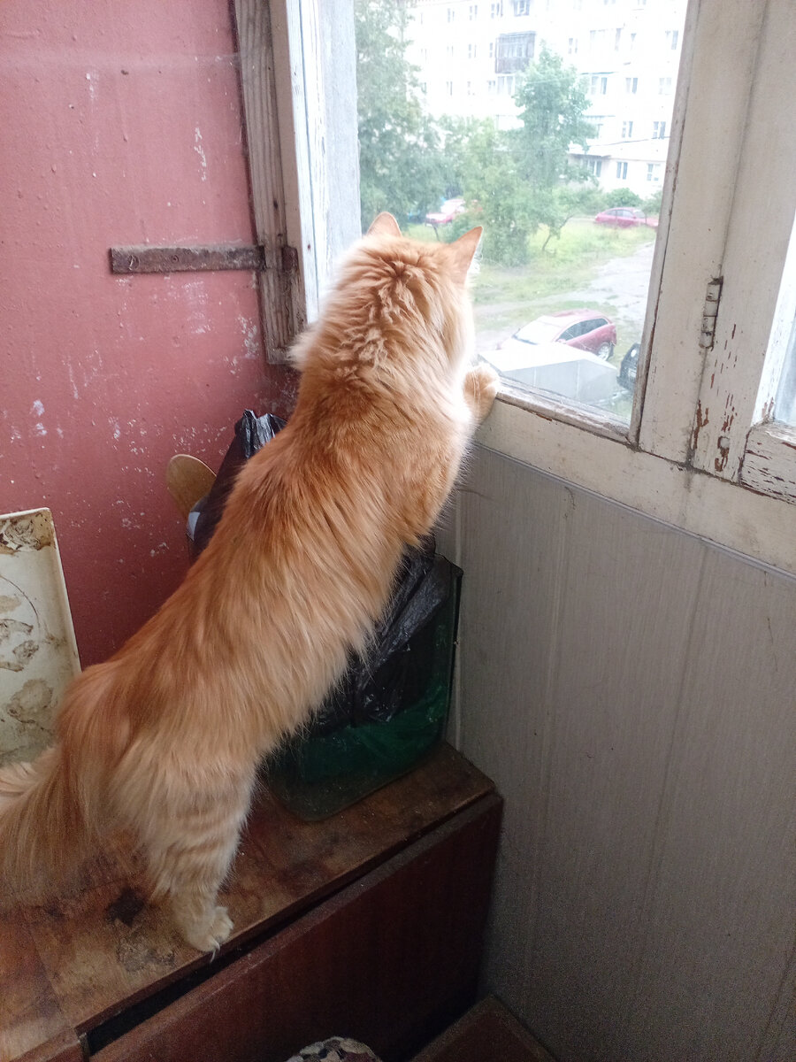 Во временном жилище пришлось гулять так. 