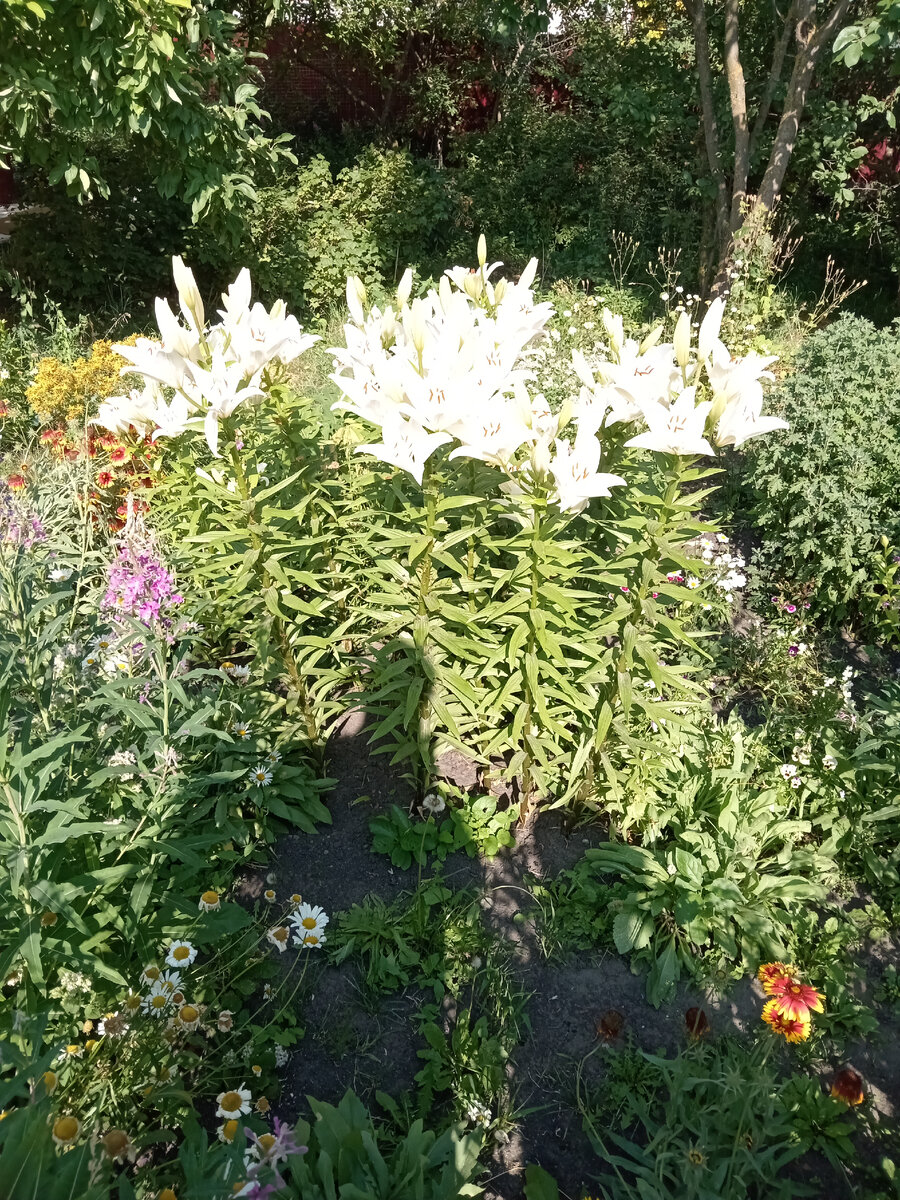 Кедр где то там в зарослях, а это наши тени