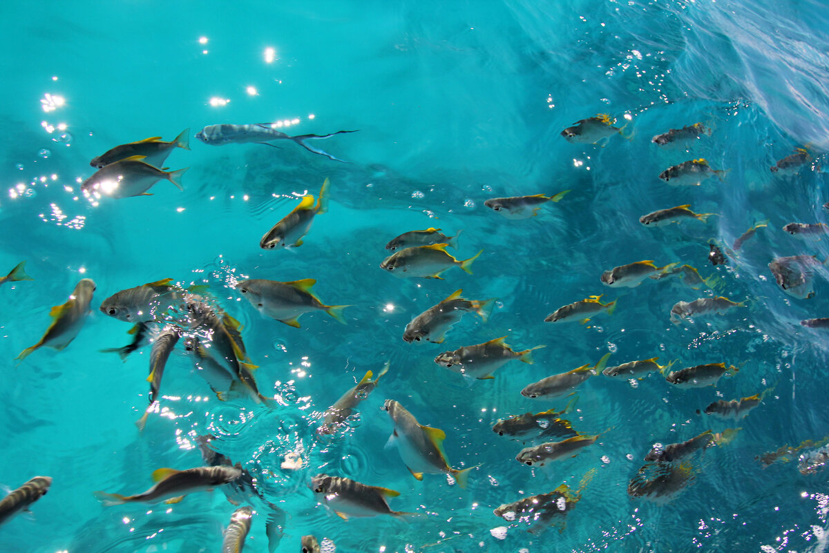 Вид из окна кормовой каюты катамарана