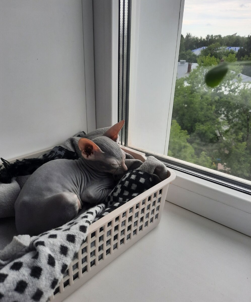 Малышка Пикси и гроза 