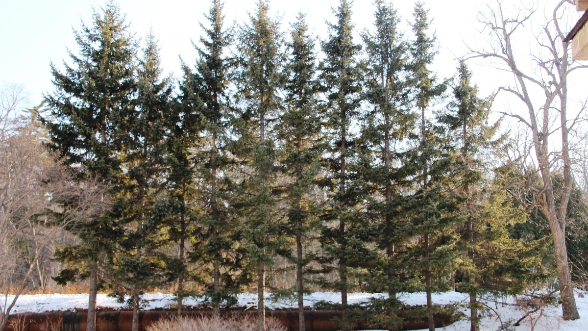     Жители Приморья посадили ели во время сильного ливня. Несмотря на погодные условия, саженцы выжили и даже начали радовать людей своими успехами в росте.