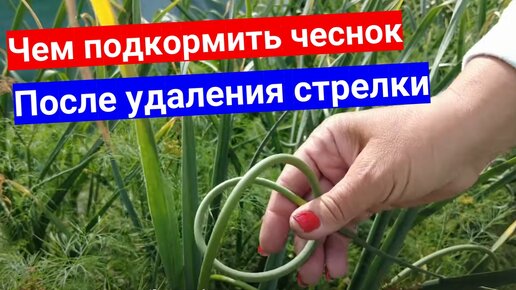 Чем подкормить чеснок после удаления стрелки для хорошего урожая!