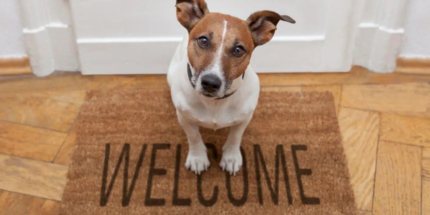    В новом доме собаку лучше не дергать и дать время освоиться самостоятельно. Shutterstock.