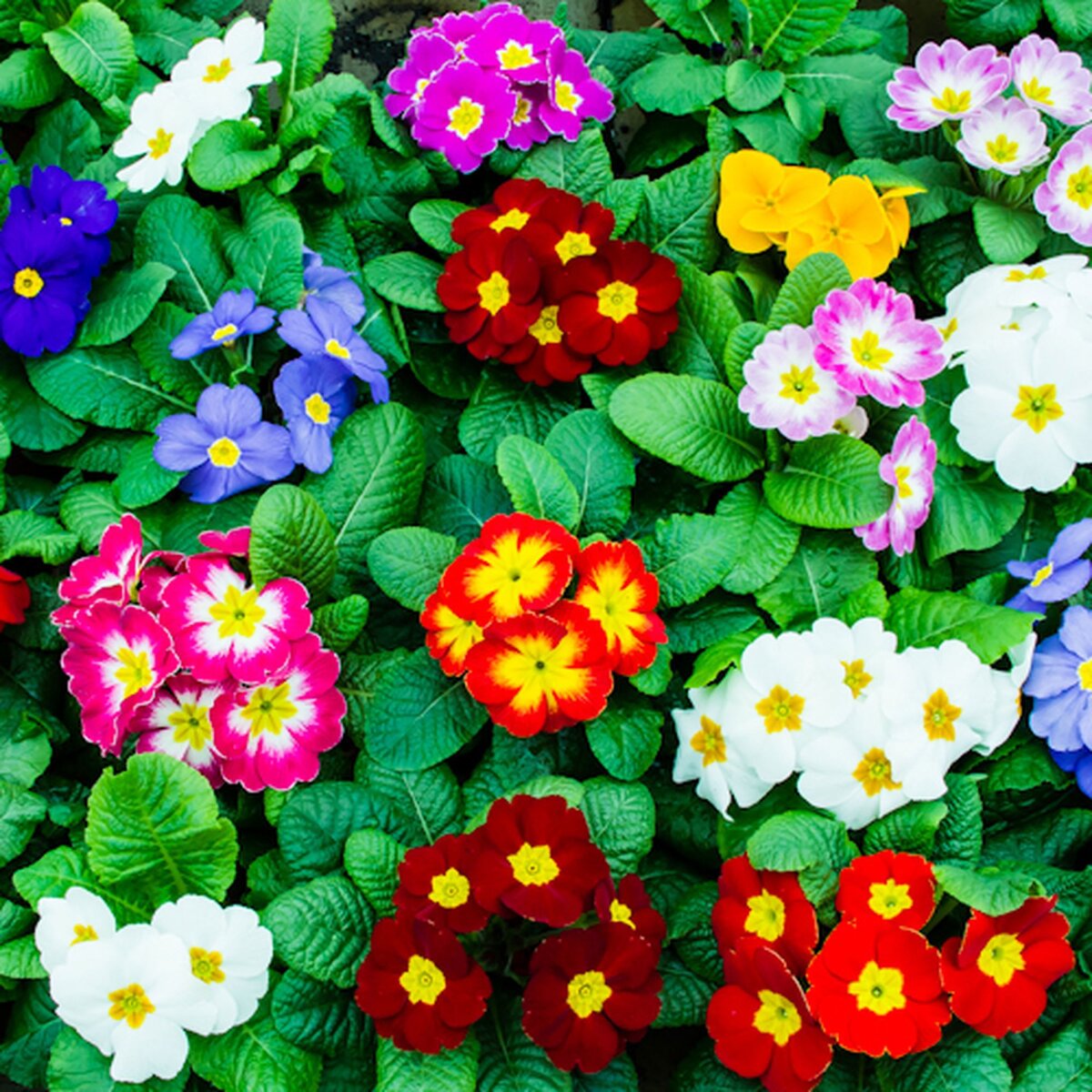 Фото взято из открытых источников сети Интернет