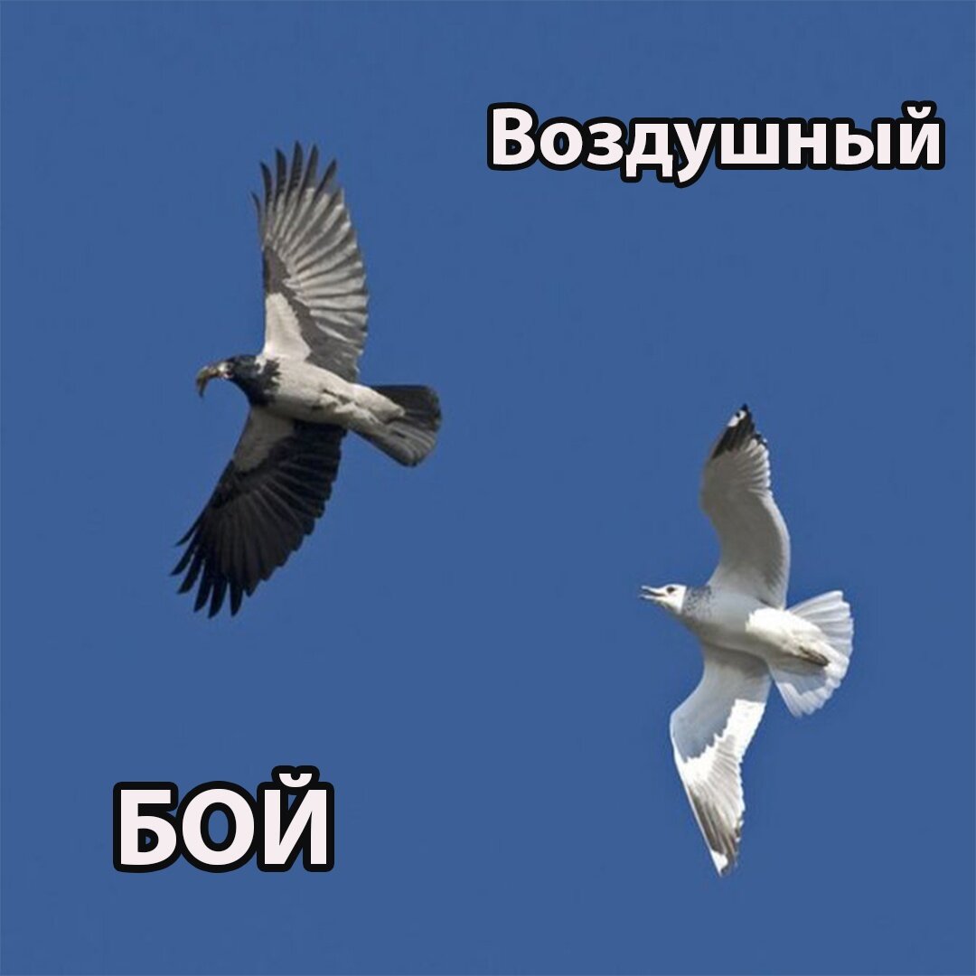 Борьба под солнцем за выживание.