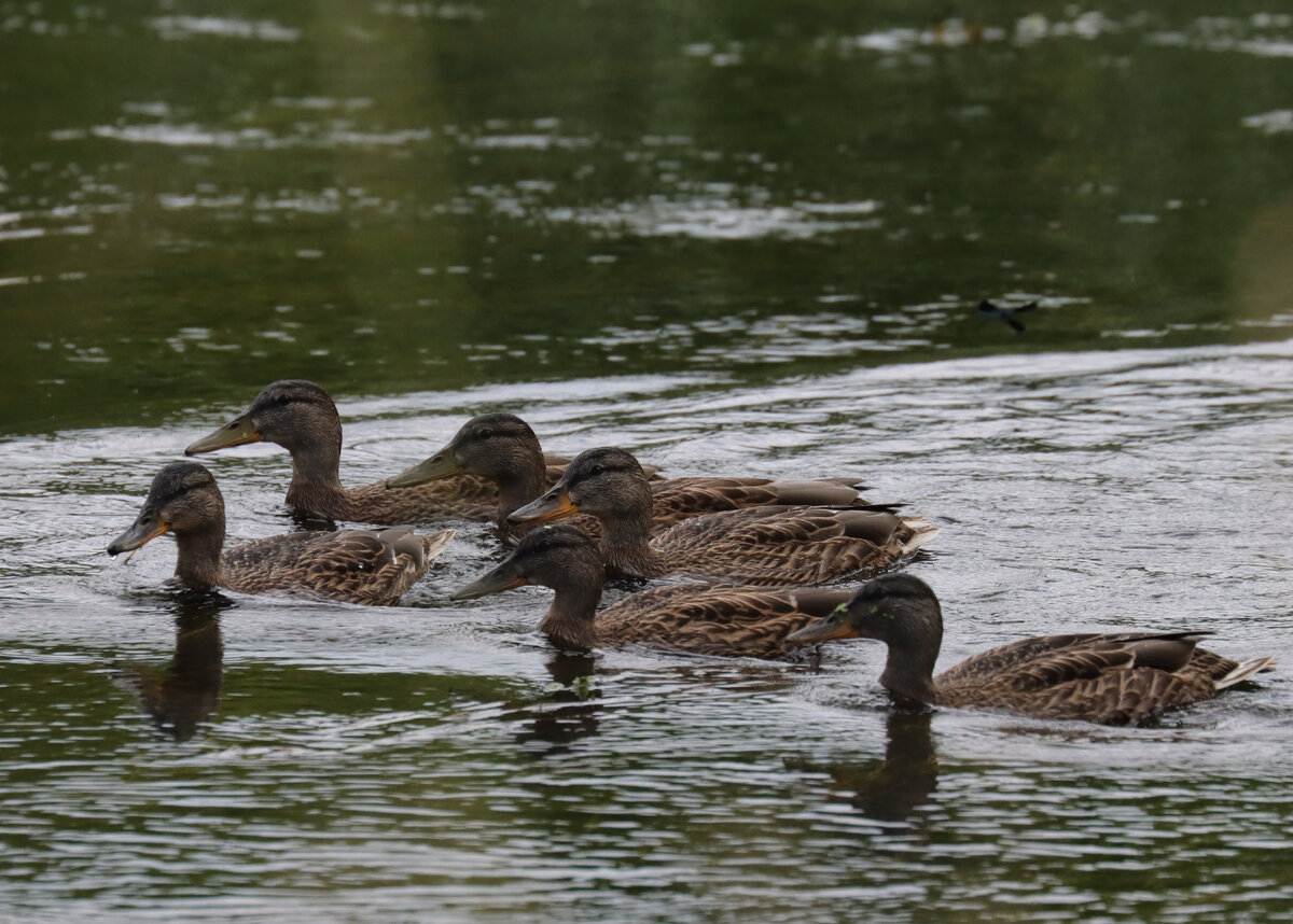 Выросли, но по-прежнему стараются держаться островком. Точнее архипелагом из таких островков, с меняющейся береговой линией :)))