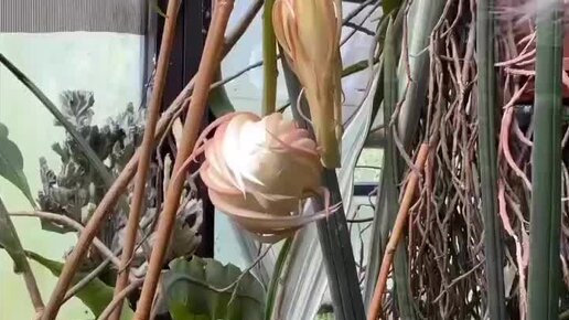 INFOX.ru | Невероятный цветок "Королева ночи" | Дзен