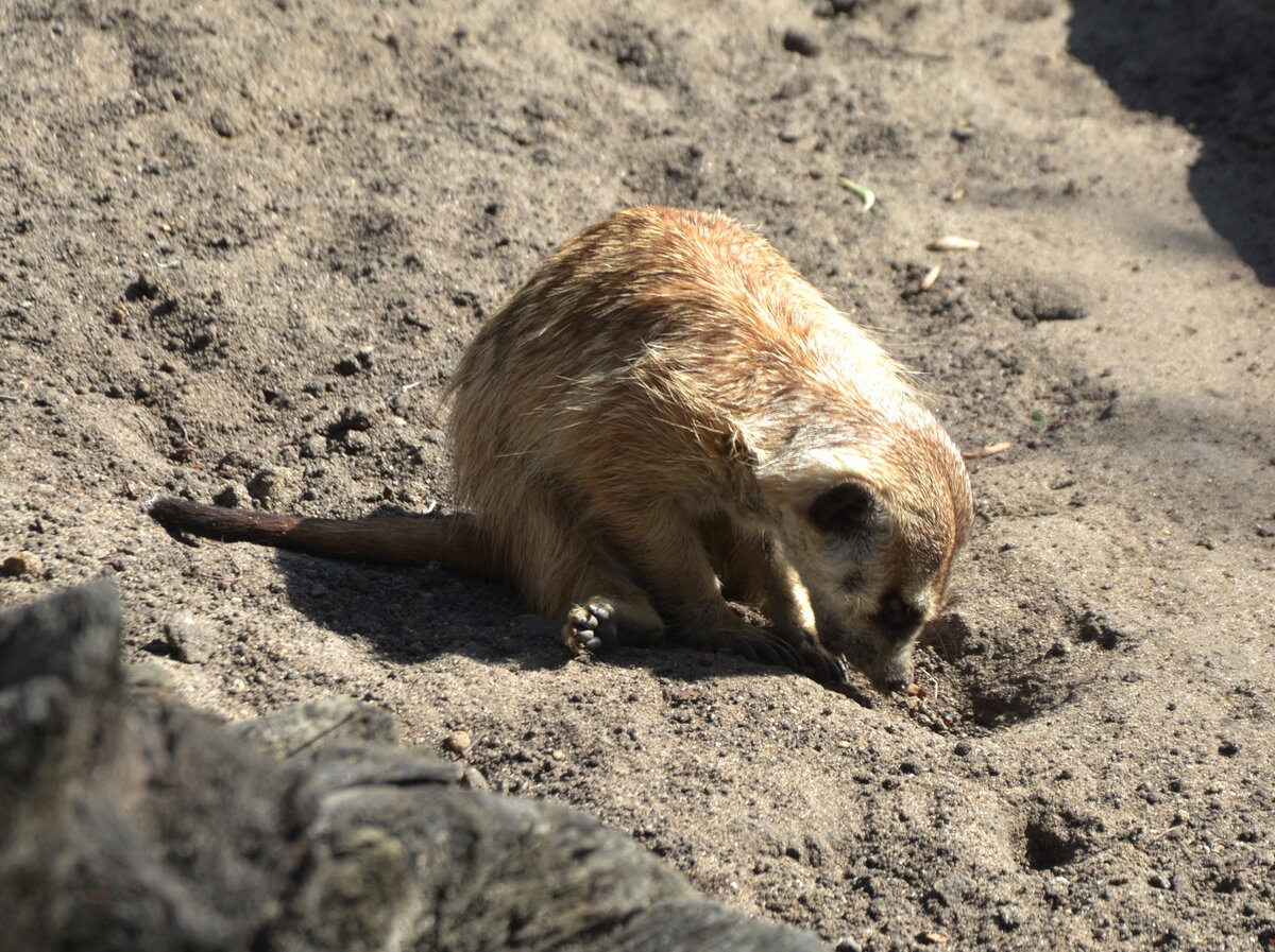 Если усердно копать, то рано или поздно выроешь жука, личинку или корешок