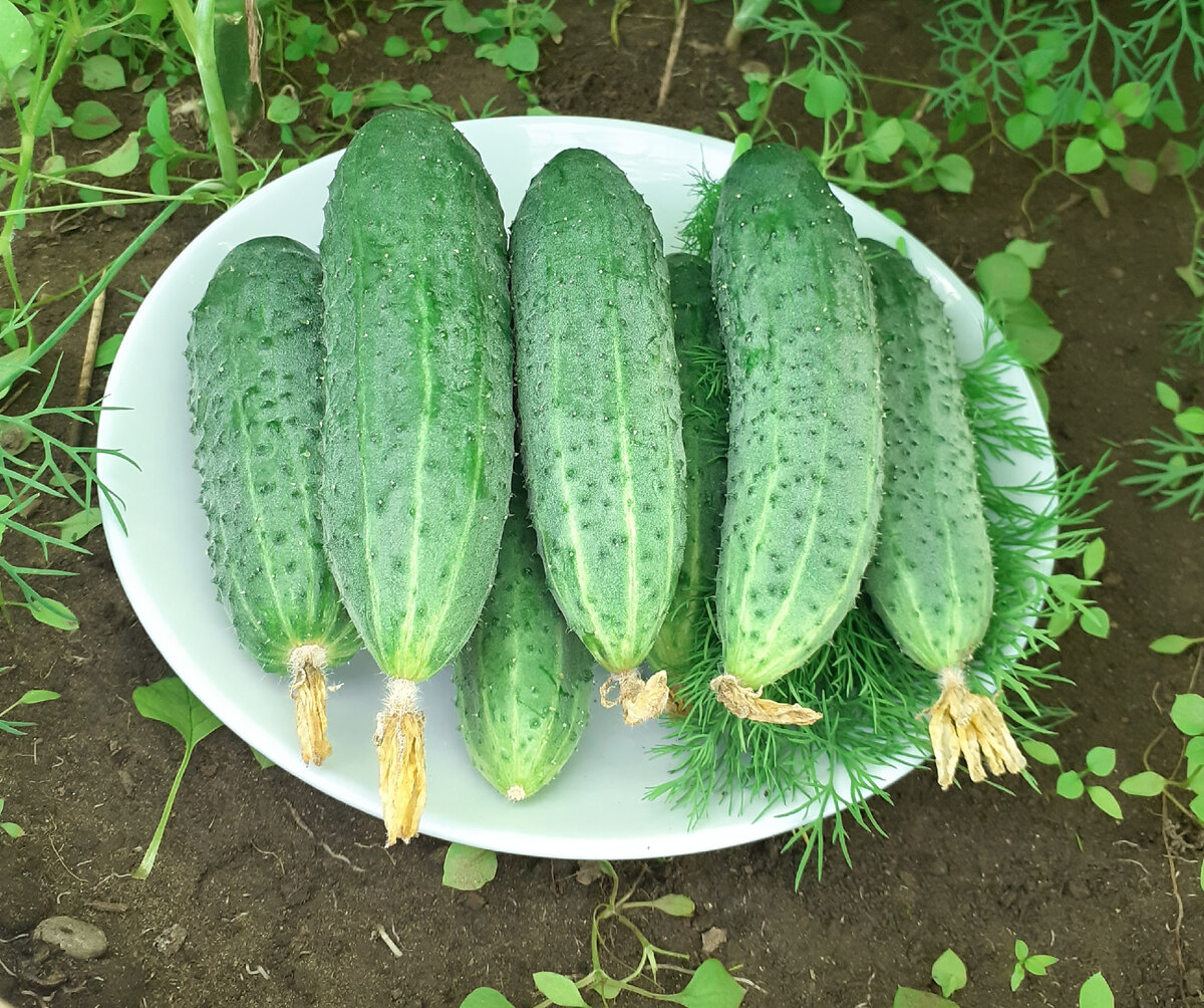 Огурчики с моей теплички)