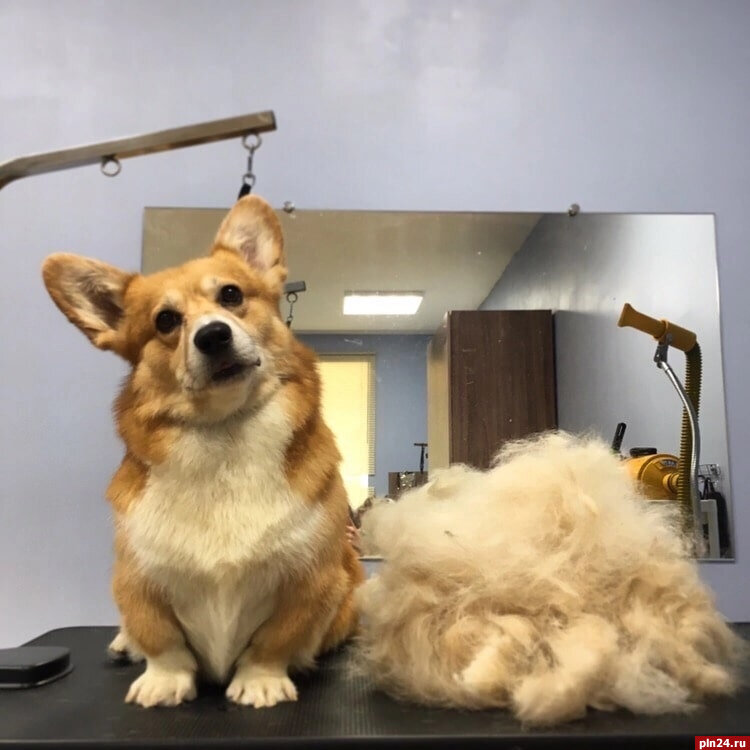 🔥Миф № 1: Во время сеанса животные находятся под наркозом.
Грумеры не делают наркоз, так как для животного это чревато летальным исходом. Вводить анестетик может только ветеринар, предварительно взяв анализы, сделав скрининг сердца. Затем необходимо взвесить животное, рассчитать правильную дозировку, правильно ввести препарат в вену, а после сделать капельницу и вывести из наркоза.

«Мы не имеем ветеринарного образования. Мы не сможем даже вену найти животному, чтобы ввести этот наркоз. Второй момент - спящую, лежащую собаку стричь нереально. Как на обвисшем животном сделать породные линии?»

Кроме того, наркоз - дорогостоящая вещь. В случае его использования стрижки стоили бы в два-три раза дороже.

Владельцы, которые хотят подстричь животное под наркозом, например, ретивую кошку, могут обратиться в ветклинику, оказывающую такие услуги.