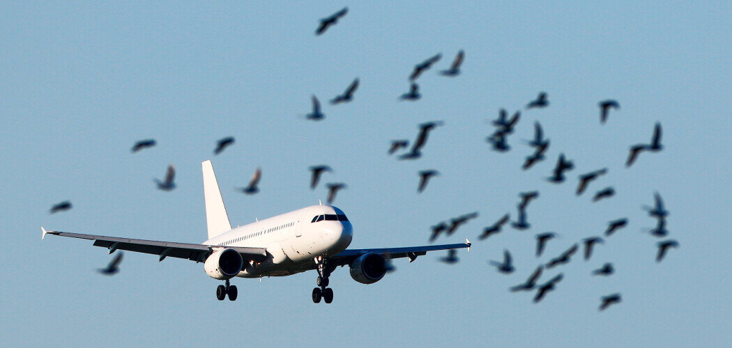 Птицы — опасная помеха для воздушного судна Фото: © Fasttailwind / Shutterstock / FOTODOM