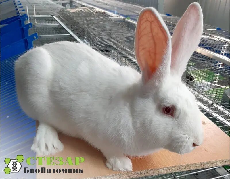Кролик альбинос Советская шиншилла в БиоПитомнике Стезар  / Фото с нашего сайта www.biopitomnik.ru