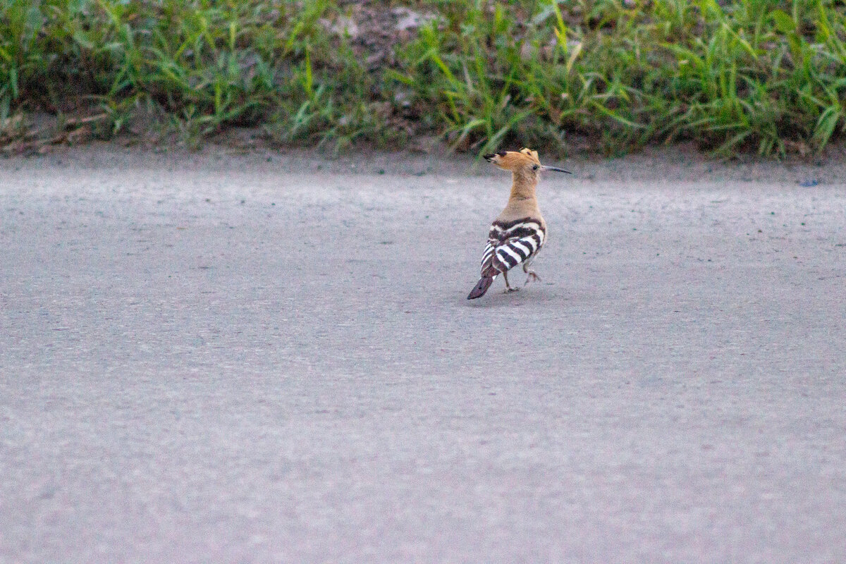 Это он уже обратно в ёлки от нас улепётывает)