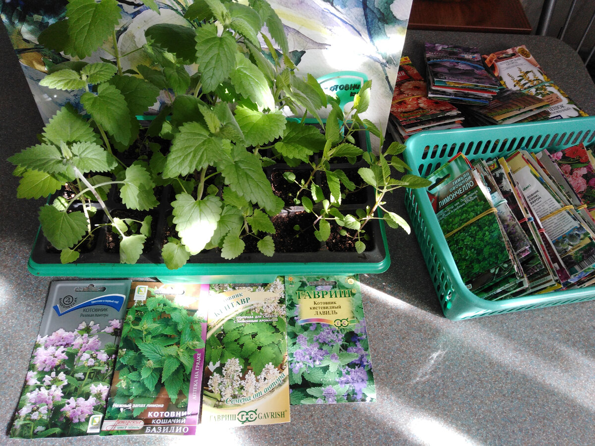 4 сорта котовника