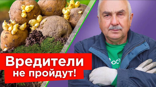 Киньте горсть в лунку при посадке картофеля - и вредители забудут дорогу в ваш огород!