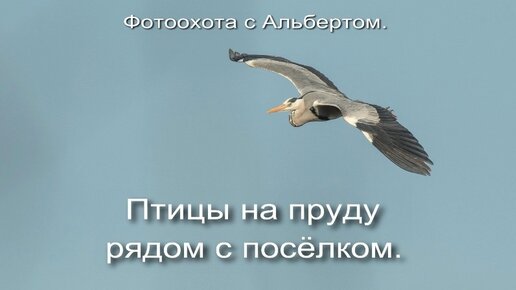 Фотоохота с Альбертом. Птицы на пруду рядом с посёлком.