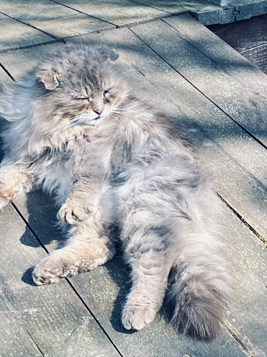 Довольный Филя. Везде фото автора.