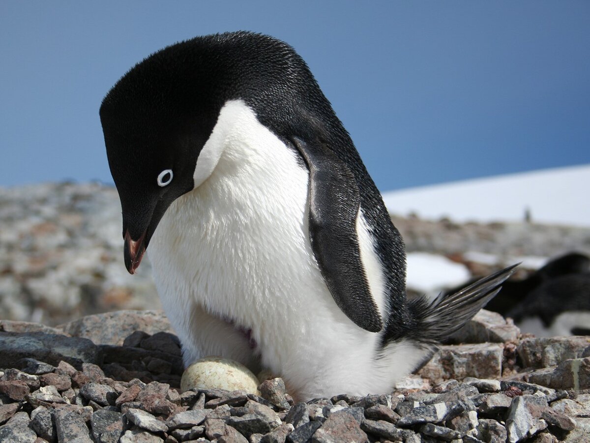 Кулон из перламутра 30 мм - пингвин