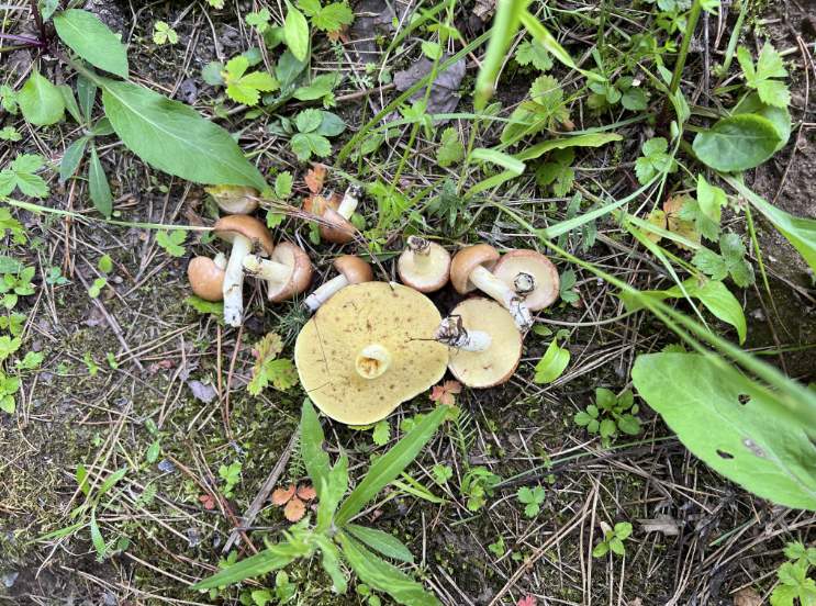 Фото автора. 08.07.2023. Большие точно червивы , маленькие нужно рассматривать. 