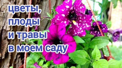 Цветы, плоды и травы в моем саду. Июль.