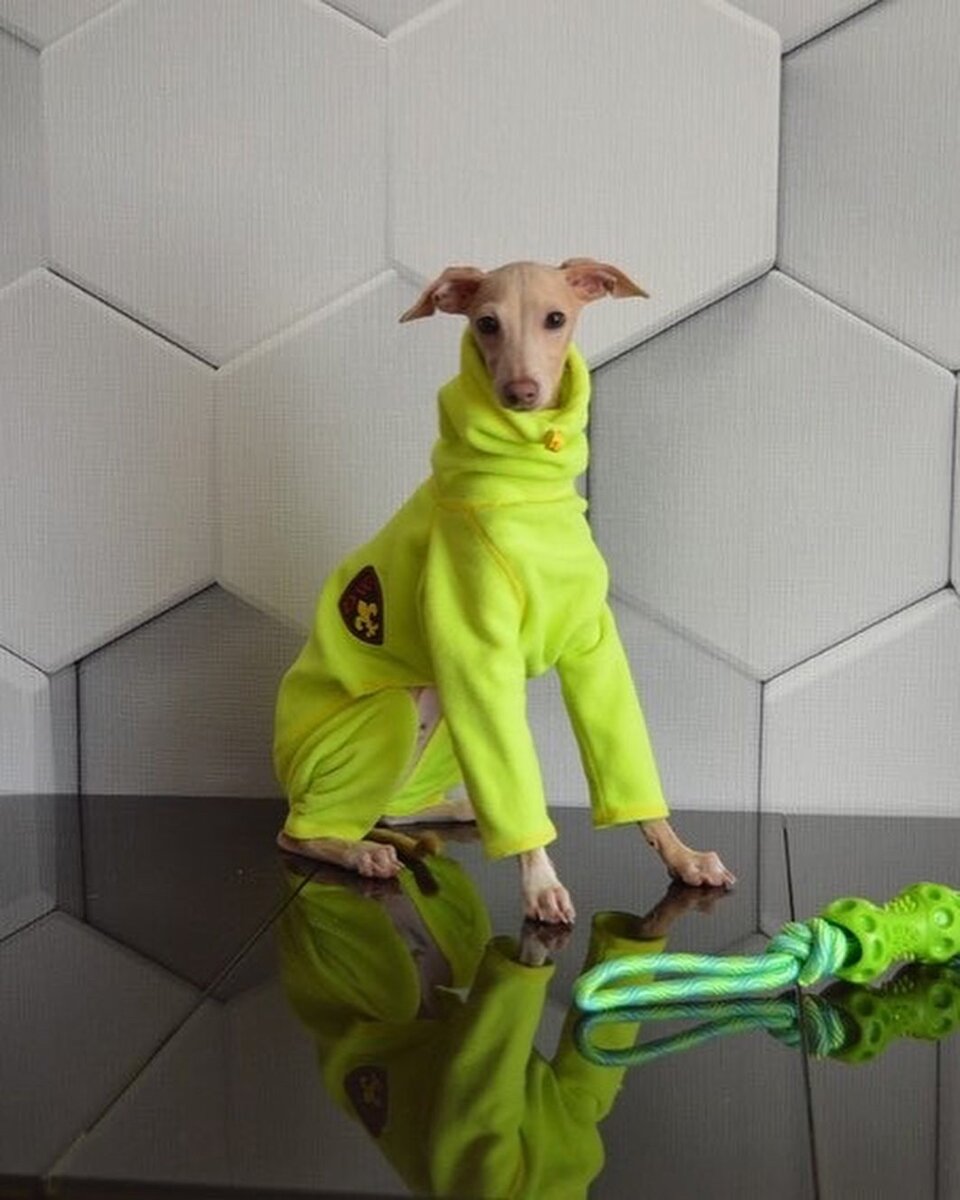 Левретка в костюме