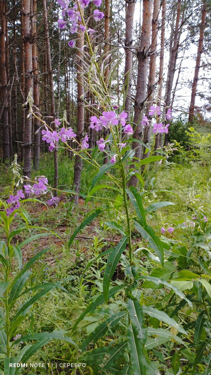 Красивый кустик иван-чая