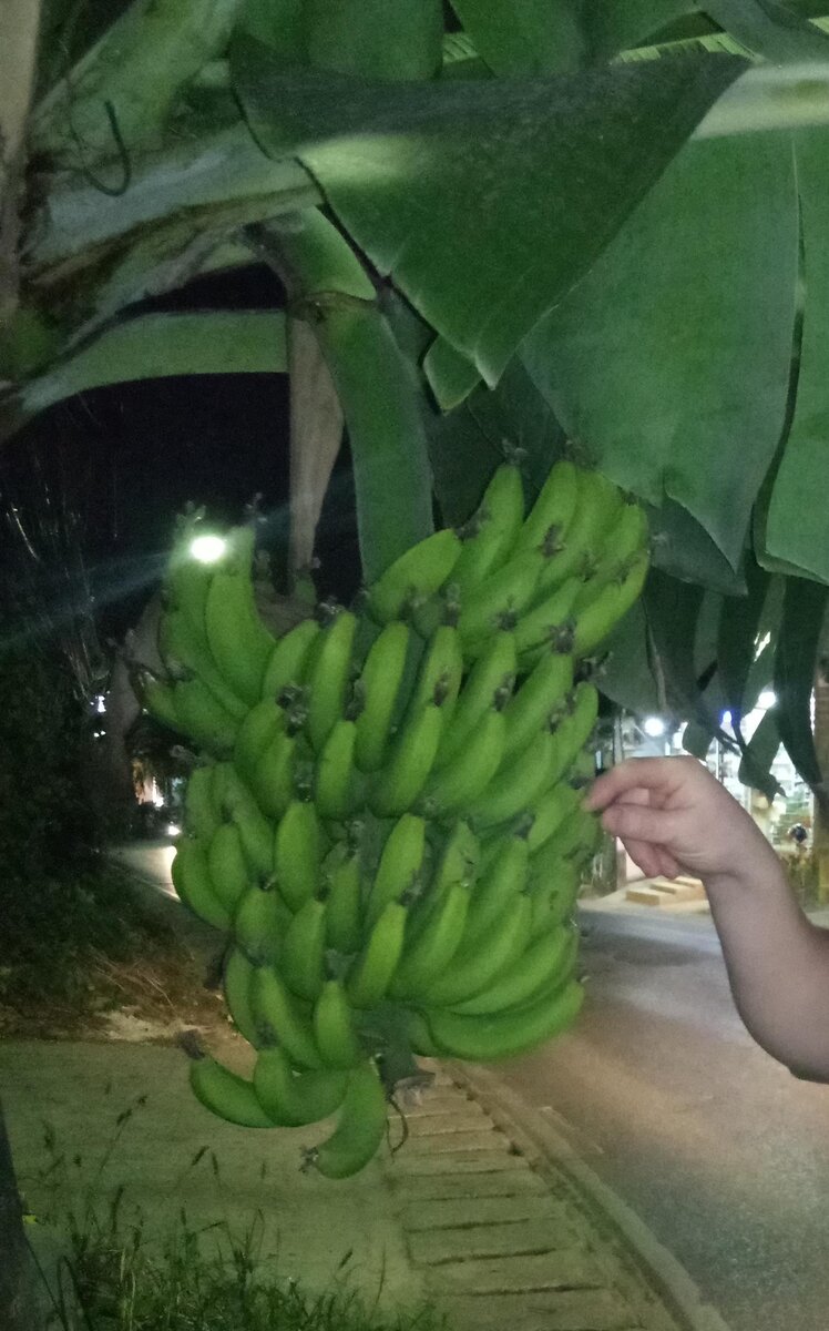 Очень много банановых плантаций мы встречали в Азиатских странах)