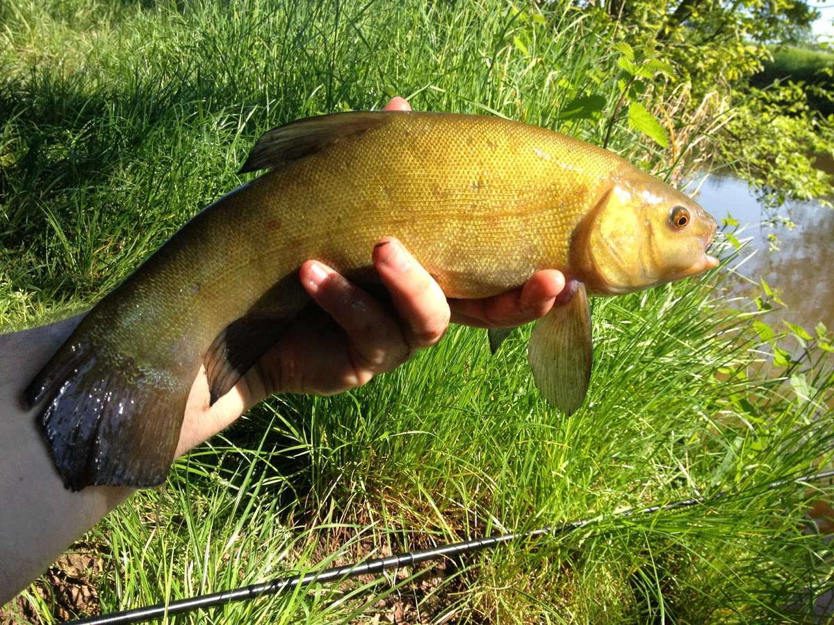 рыбалка на линя. линь. линь и карп. линь рыба. линь рыба.
