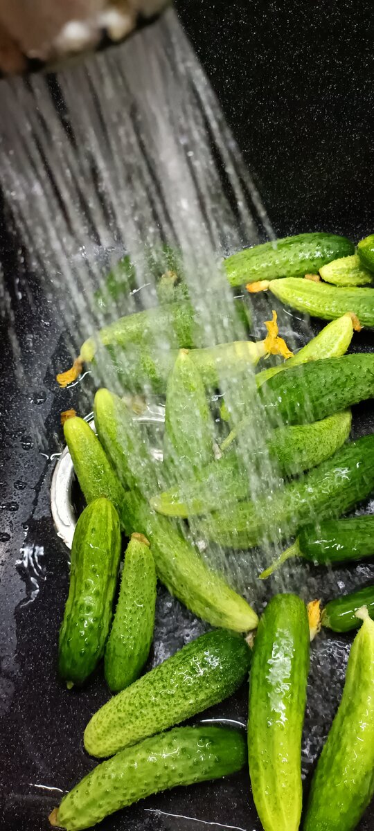 Мою огурцы под проточной водой