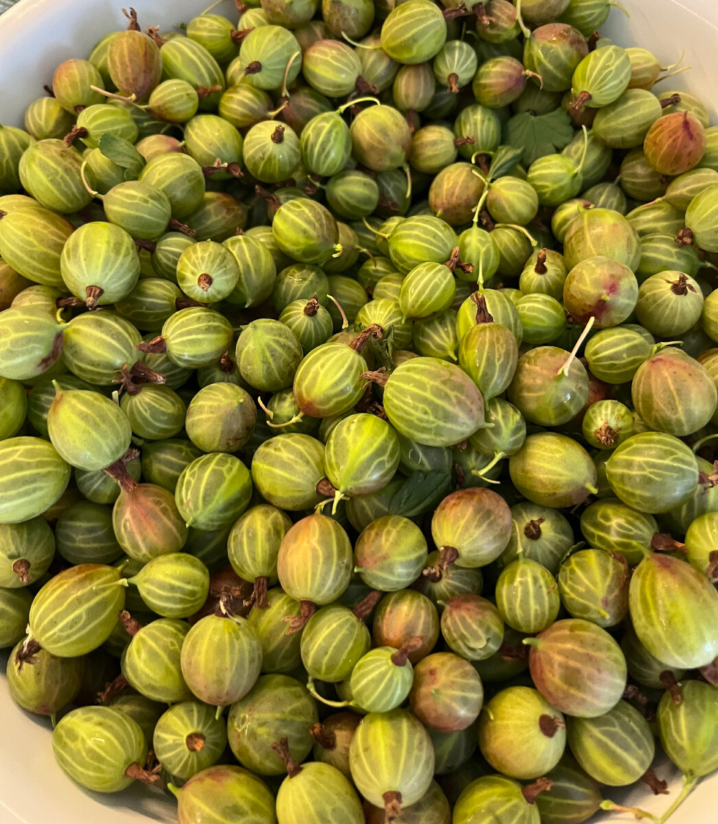 Наш крыжовник