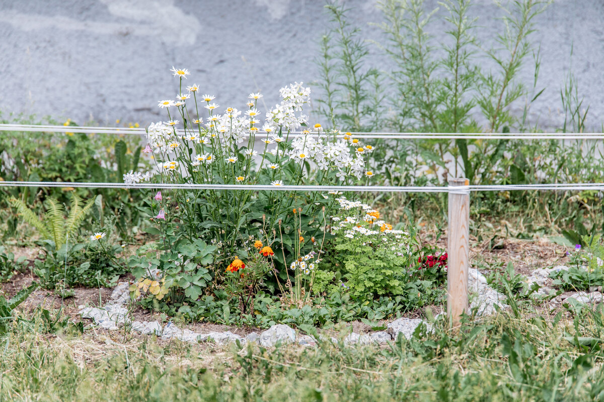    Инициативные сургутяне предложили создать город-сад