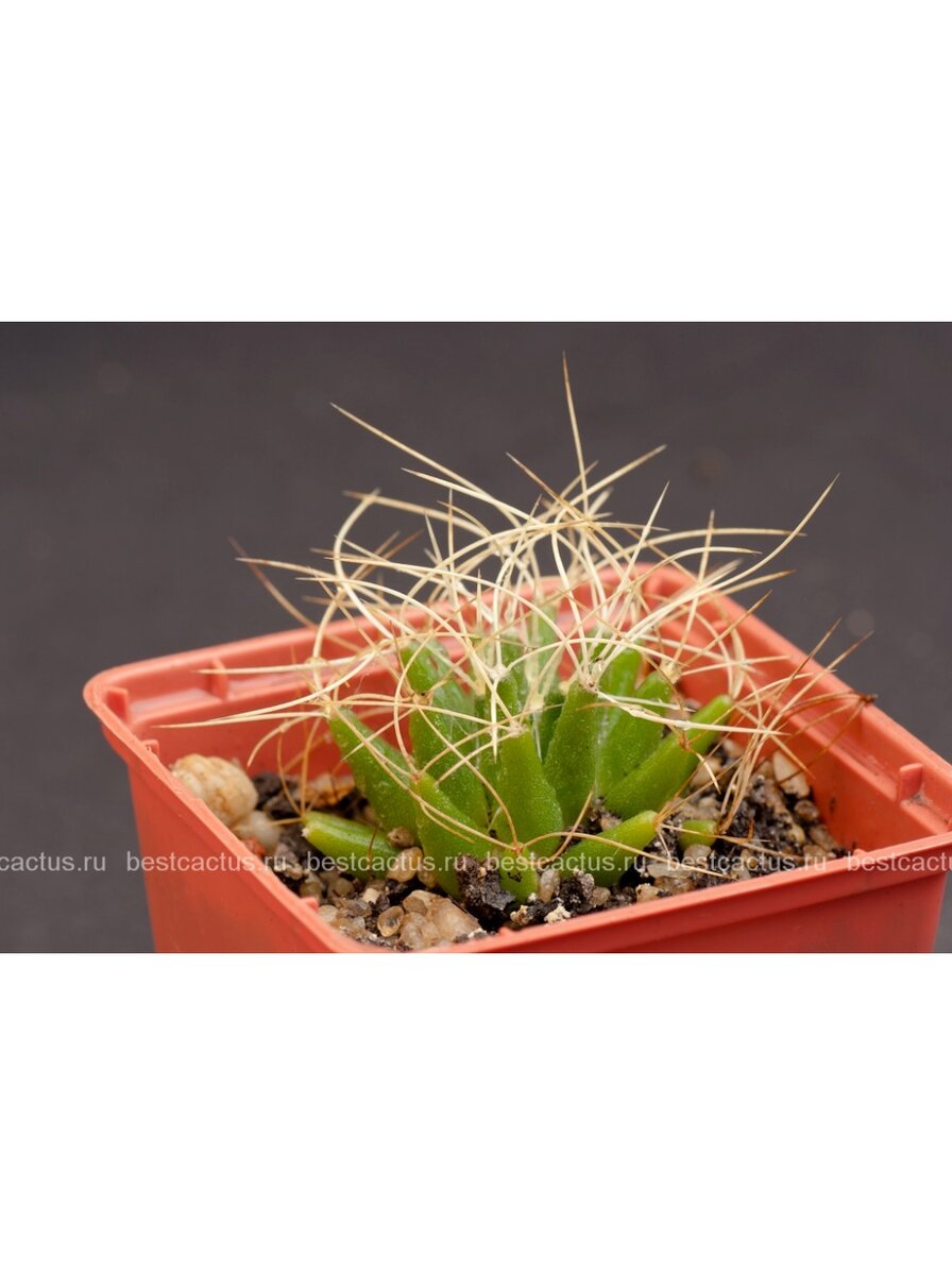 ДОЛИХОТЕЛЕ ИЗОГНУТОИГЛАЯ (DOLICHOTHELE CAMPTOTRICHA, ДОЛИХОТЕЛЕ КАМПТОТРИХА) . черенок. Высота - 2 см, Диаметр - 2 см. Цена по акции - 249руб.. Доставка по всей России. фото из питомника Кактусёнок. РФ